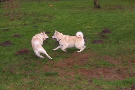 Norsk buhund Chavez (2001-2012) - "Jeg er næsten lige så hurtig som min kuldsøster Luna! billede 7