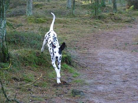 Dalmatiner Spotty Buddy V. Jasper  billede 18