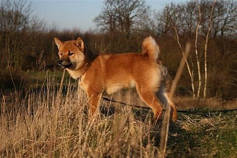 Shiba Kashi - Kashi nyder udsigten v. Trige hundeskov billede 15