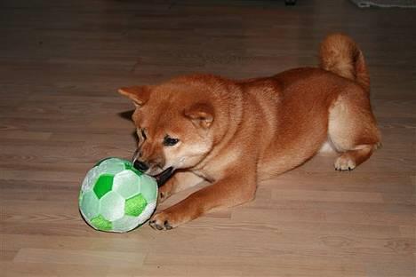 Shiba Kashi - Her har jeg lige fået min nye bold. Den skal vist også splittes som den gamle. billede 16