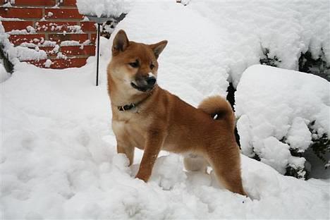 Shiba Kashi - Er jeg ikke bare flot som jeg står her i sneen. billede 17