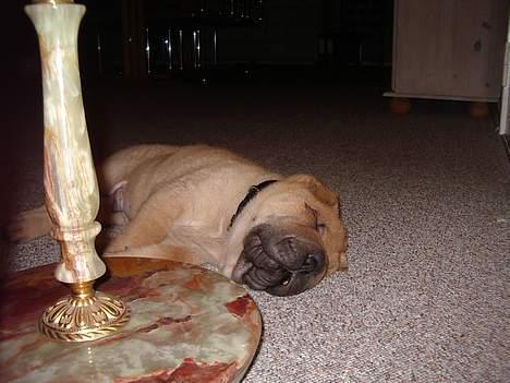 Shar pei $ SHAKER $ - ZzZzZzZzZzZzZzZzZzZzZzZzZzZzZzZzZ billede 5