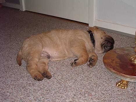 Shar pei $ SHAKER $ - SNORK billede 6