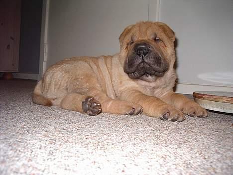Shar pei $ SHAKER $ - hvorfor vækkede du mig billede 7