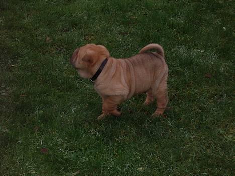 Shar pei $ SHAKER $ - jeg tror hun vil have mig hende derovre billede 8