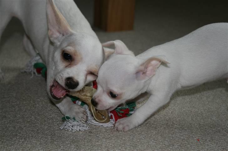 Chihuahua Tyson billede 8