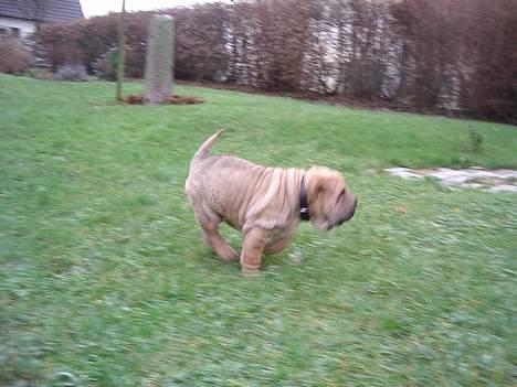 Shar pei $ SHAKER $ - nu kommer jeg billede 10