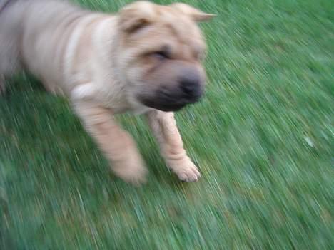 Shar pei $ SHAKER $ - så er jeg der næsten billede 12