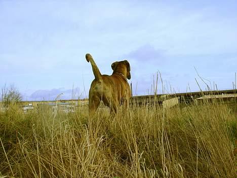 Boxer Conrad - Det er en god udkigspost heroppe fra. billede 16