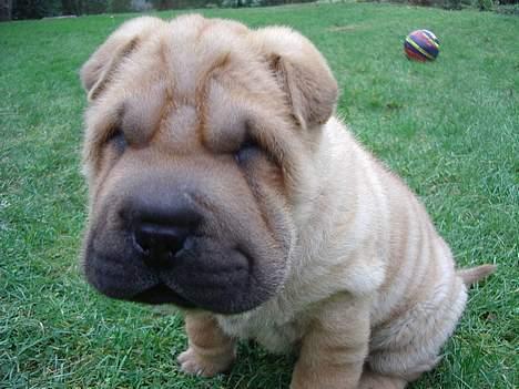 Shar pei $ SHAKER $ - hvad er det lige du har der "noget jeg kan tygge i" billede 13