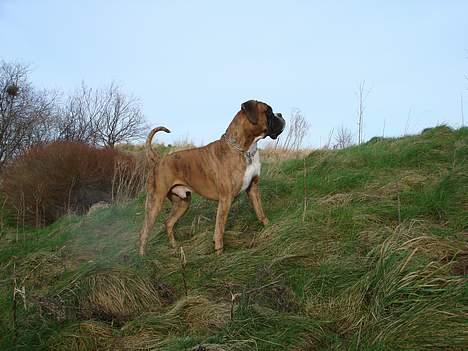 Boxer Conrad - Orvs,... der sidder en fugl på toppen af bakken!! Ska jeg ta den far?? billede 17