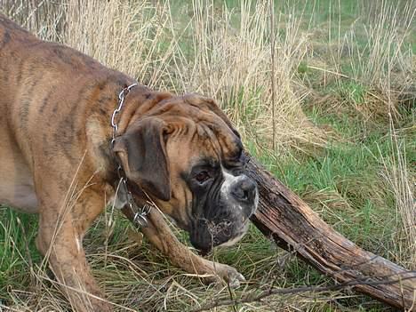 Boxer Conrad - Det er godt at have et vågent øje for, om der nu skulle komme nogen der ville tage min nye pind! billede 18