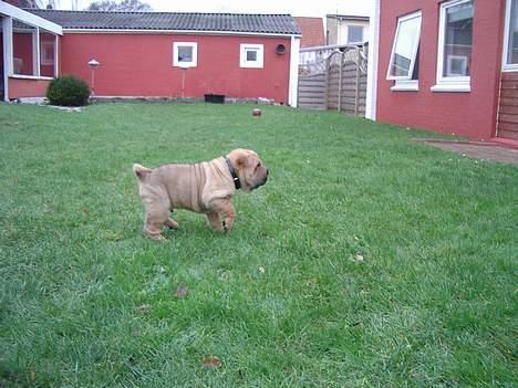 Shar pei $ SHAKER $ - jeg gider ikke lege mere jeg smutter ind og sover billede 14
