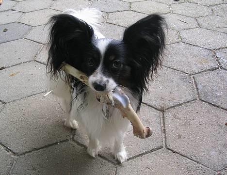 Papillon Toymaker's / Baileys - Lille hund stoooort kødben!! billede 1