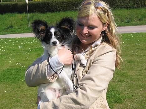 Papillon Toymaker's / Baileys - Baileys og mig den første gang vi så ham - se de store øre!!! billede 2