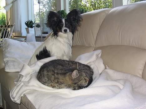 Papillon Toymaker's / Baileys - Baileys og vores gamle kat Sofus hygger sig i sofaen. billede 3