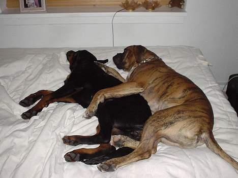 Boxer Conrad - Arhhh det er mig og min bedste veninde Nala, efter en lang aften. Og vi har sammen indtaget menneskesengen. billede 19