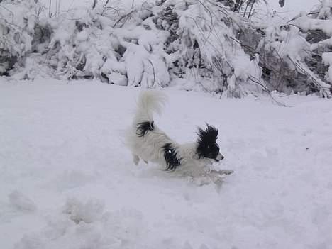 Papillon Toymaker's / Baileys - Ih ha fuld fart på i sneen - hvor blev den snebold af? billede 4