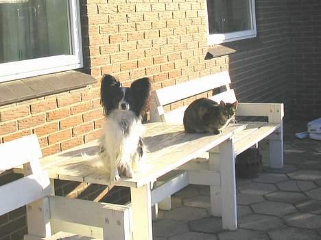 Papillon Toymaker's / Baileys - En dejlig sensommeraften på havebordet. billede 5