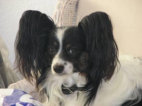 Papillon Toymaker's / Baileys - Dejlige Baileys på sofaen billede 6