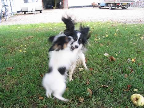 Papillon Toymaker's / Baileys - Vild leg med lillebror Bacardi billede 7