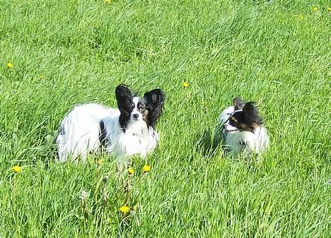 Papillon Toymaker's / Baileys - En dejlig sommerdag i det høje græs. Baileys og Bacardi billede 8
