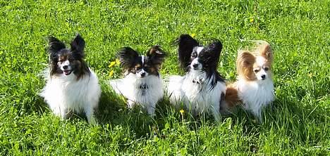 Papillon Toymaker's / Baileys - Trip Trap Tønde - Toymakers Emme, Toymakers Bacardi, Toymakers Baileys og Spolums Vanja billede 9