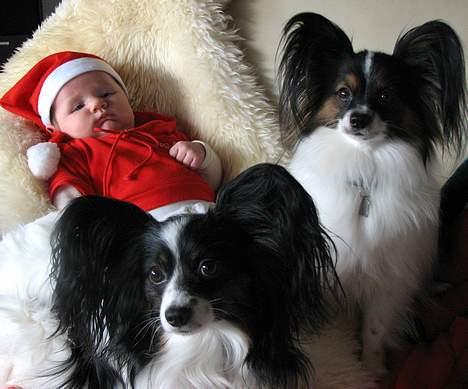 Papillon Toymaker's / Baileys - Julen 2006 Baileys, Bacardi og Oliver billede 10