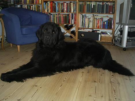 Newfoundlænder Walther billede 1