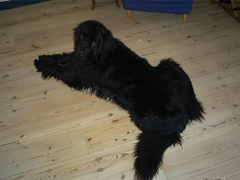 Newfoundlænder Walther billede 2