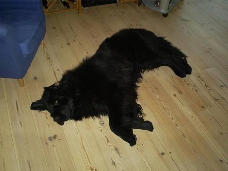 Newfoundlænder Walther billede 3