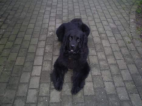 Newfoundlænder Walther billede 4
