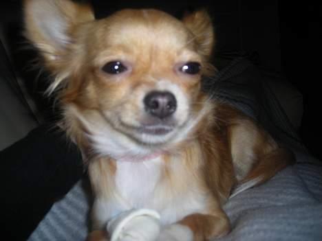 Chihuahua Emmy *Himmelhund* billede 3