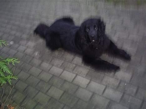 Newfoundlænder Walther billede 5