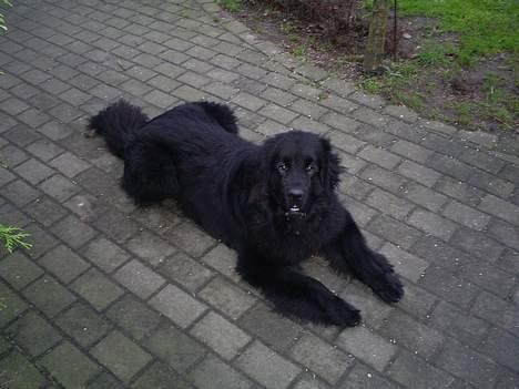 Newfoundlænder Walther billede 6
