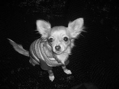 Chihuahua Emmy *Himmelhund* billede 4