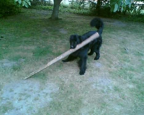 Newfoundlænder Walther - Walther med sin pind :D billede 7