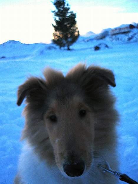 Collie langhåret Felix  - Felix går tur lige efter julen, cirka minus 15 grader billede 2