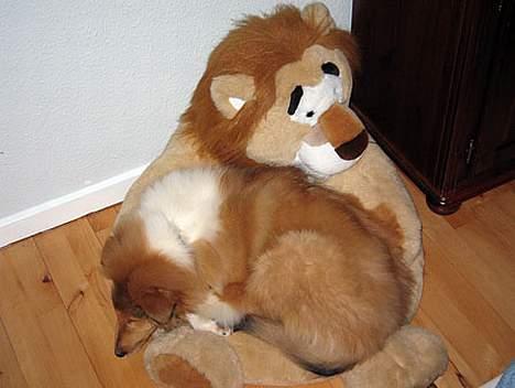 Collie langhåret Felix  - Felix sover i en løvestol og de matcher fuldstændig hinanden - hvor er felix?? ;O) billede 3