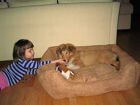 Collie langhåret Felix  - Felix ligger på sin seng og hygger billede 4