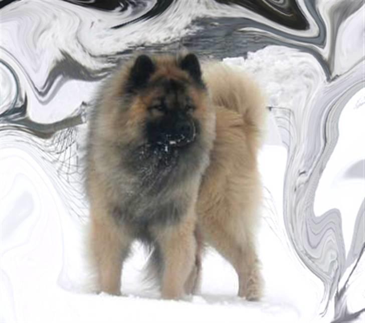 Eurasier Tilo - Tilo nyder en skøn snestorm billede 1