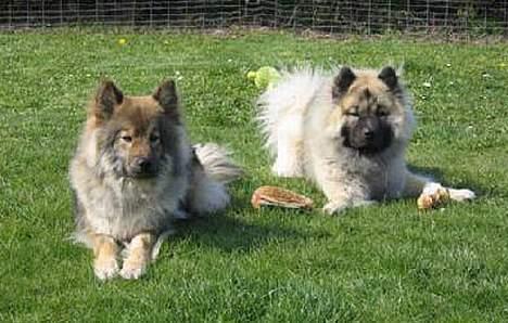 Eurasier Tilo - Jessica og Tilo billede 2