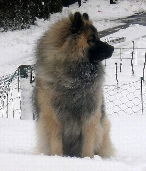Eurasier Tilo - Minus 10 grader er skønt billede 3