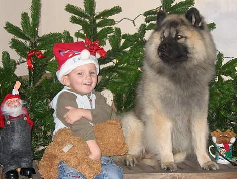 Eurasier Tilo - Tilo juler med Sebastian billede 4