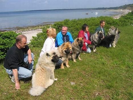 Eurasier Tilo - Tilo sammen med nogle af sine børn billede 5