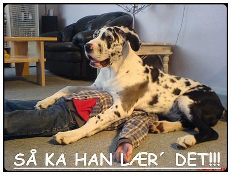 Grand danois THOR - 22 uger - ja sådan leger jeg med min storebror... :-) billede 18