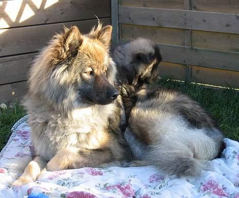 Eurasier Jessica - Nyder solen med en af sine børn billede 1