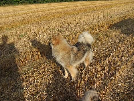 Eurasier Jessica - På sensommer tur. billede 2