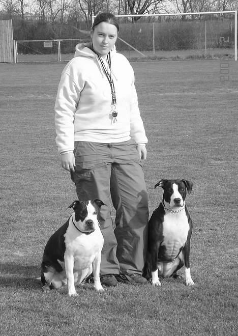 Amerikansk staffordshire terrier Chelsea billede 14