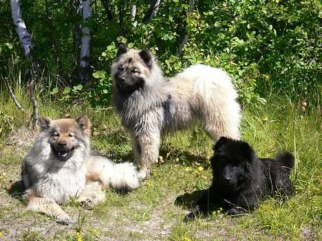 Eurasier Jessica - Her sammen med Tilo og Paris på Bornholm billede 3